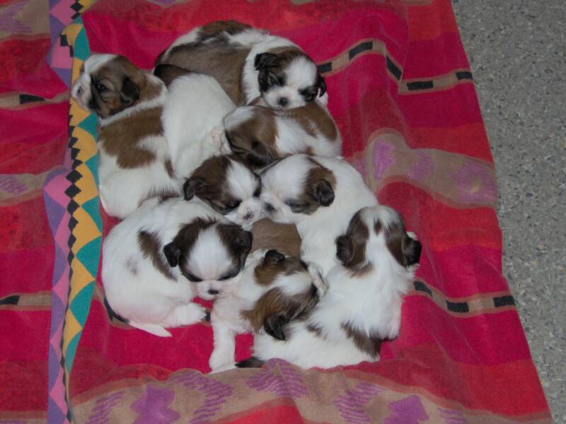 how many puppies does a shih tzu usually have